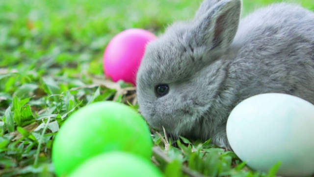灰色的复活节小兔子荷兰垂着一根草，在附近吃复活节彩蛋。视频下载
