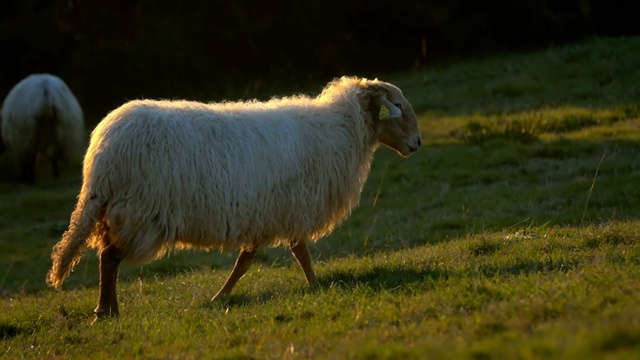 美丽的羊母羊视频素材