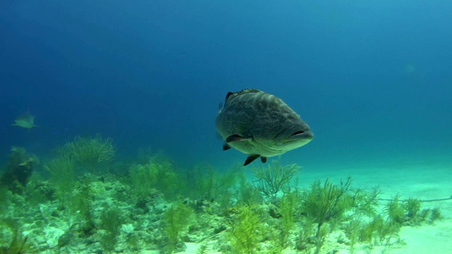 和石斑鱼一起潜水。水下风景视频素材
