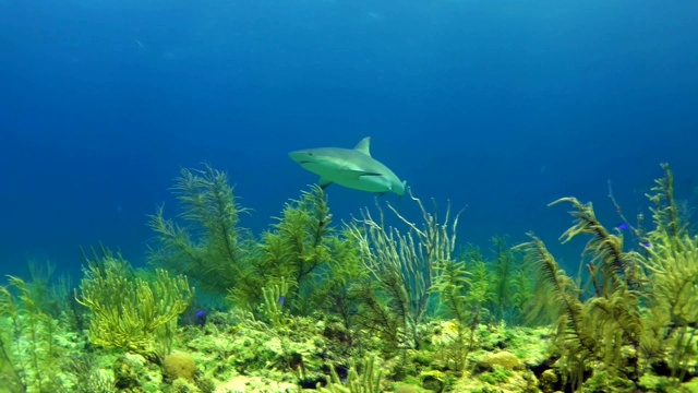 和大白鲨一起游泳。水下风景视频素材