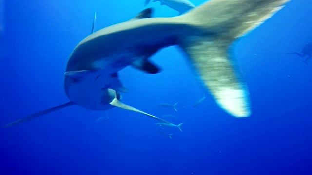 和大白鲨一起游泳。水下风景视频素材