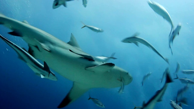 牛鲨和一群小鱼一起游泳视频下载