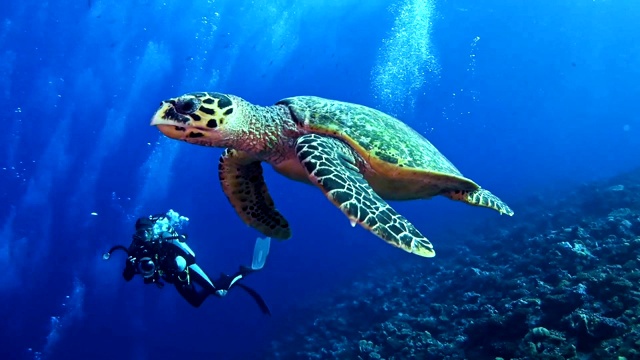 和玳瑁海龟一起游泳。水下风景视频素材
