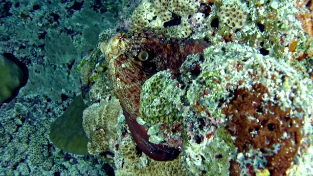 水下生活。隐藏在珊瑚礁上的多色章鱼。伪装视频素材