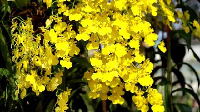 黄色金蝶兰属植物兰花视频下载