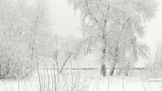 冬天公园里飘落的雪花视频素材