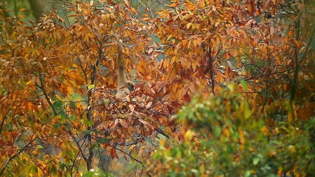 白色长臂猿在树林中跳跃，慢镜头视频素材