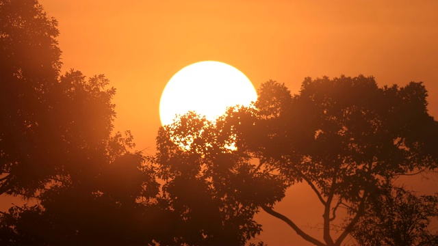 日出，自然的背景与树的剪影视频素材