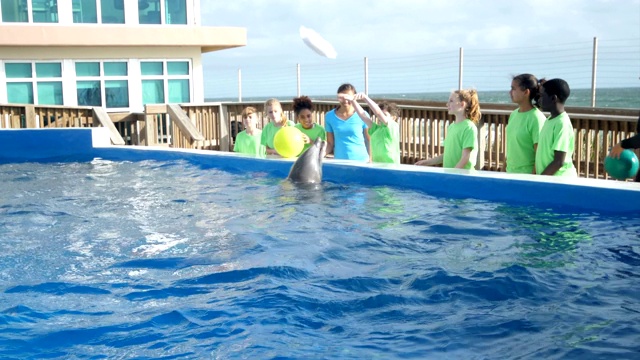 海豚在海洋教育公园表演把戏视频下载