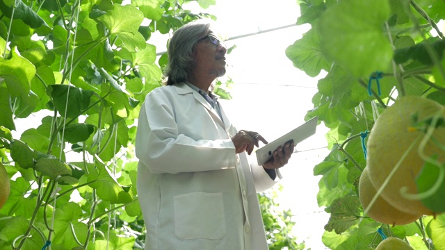 植物学家使用平板电脑监测温室农场甜瓜的生长情况视频下载