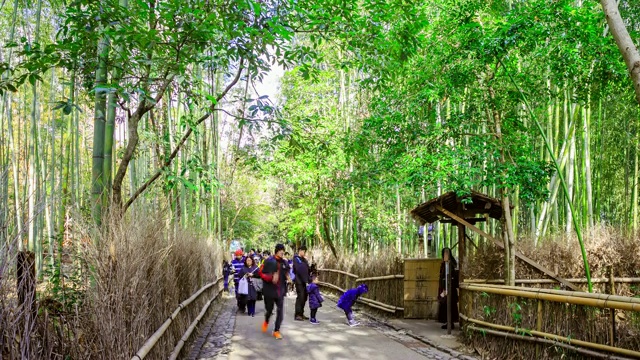 在日本京都的岚山竹林里，一群游客在散步视频下载