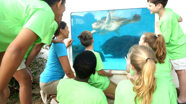 老师和孩子们在水族馆看海龟视频下载