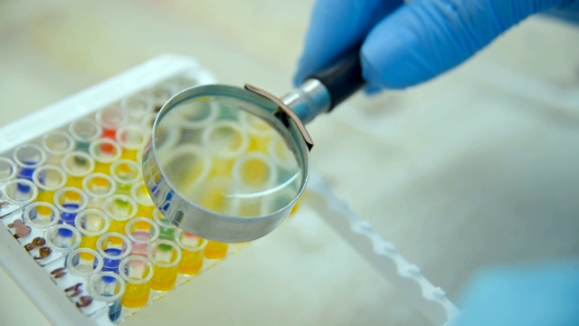 实验室助理或科学家通过放大镜检查细菌试验视频素材