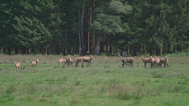 一群在森林前的草地上吃草的大卫鹿视频素材