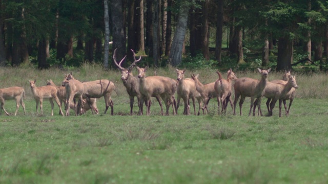 一群大卫鹿站在森林前的草地上视频素材