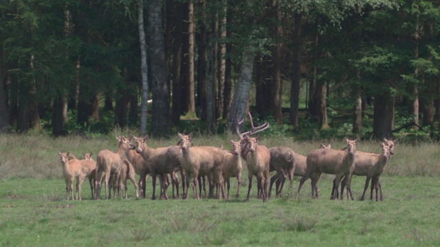一群大卫鹿站在森林前的草地上视频下载