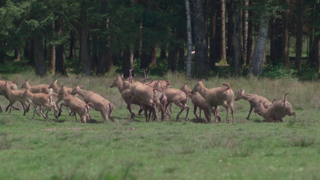 一群麋鹿在森林前的草地上奔跑/慢镜头视频素材