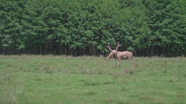 Pere David的鹿(Davidshirsch)在森林前的草地上吃草/慢镜头视频素材