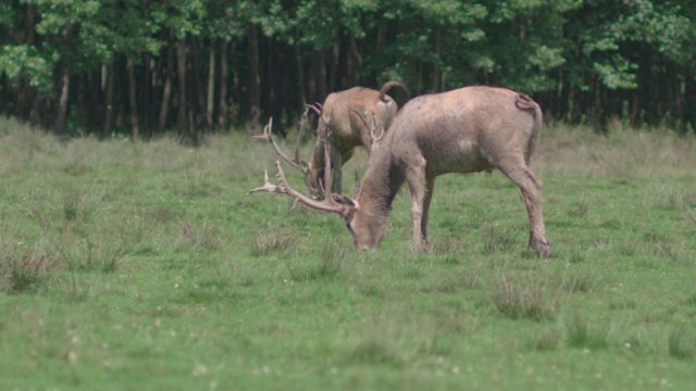 Pere David的鹿(Davidshirsch)在森林前的草地上吃草/慢镜头视频下载