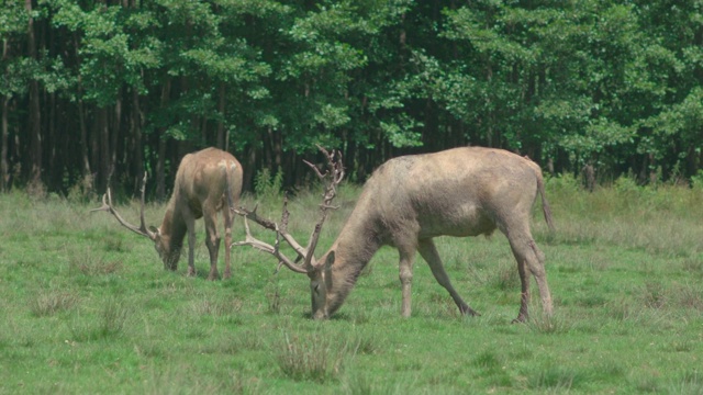 麋鹿在森林前的草地上吃草视频素材