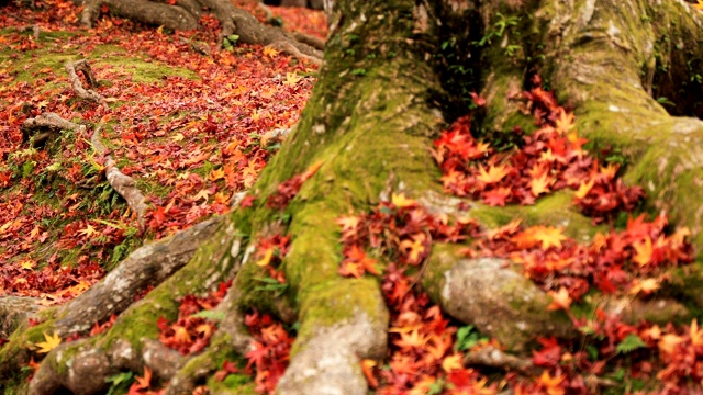 京都山那区的Bishamondou秋天的红叶视频素材
