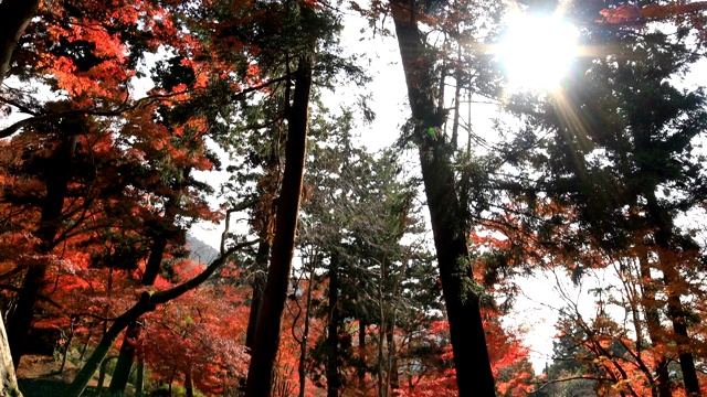 京都山那区的Bishamondou秋天的红叶视频素材