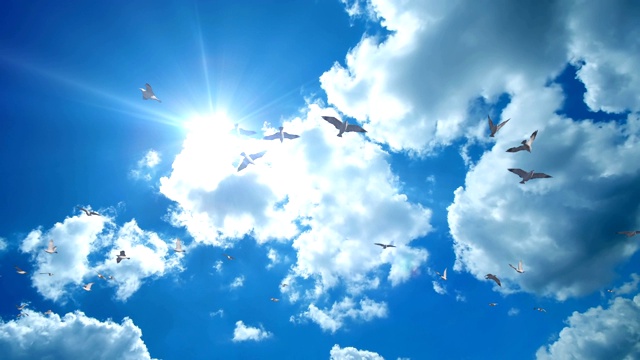海鸥在美丽的蓝天下飞翔，镜头缩小视频素材