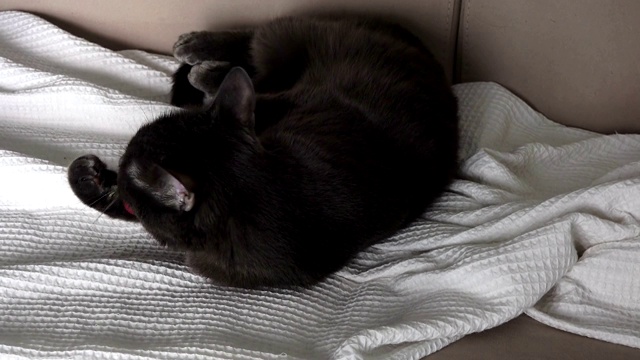 沙发上的黑猫，视频下载