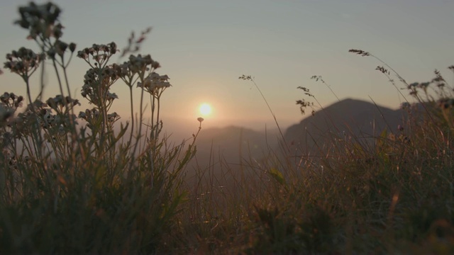 山上的日出，前景是鲜花视频素材