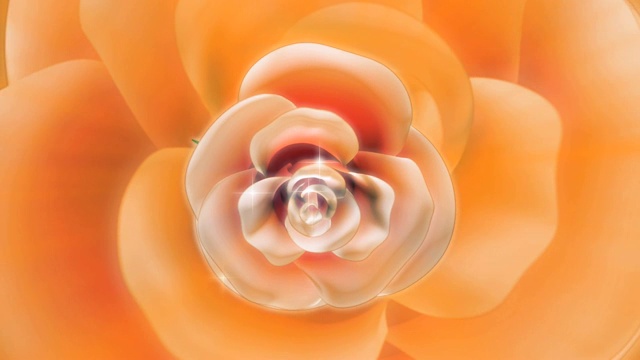 玫瑰花的特写，抽象的背景视频下载