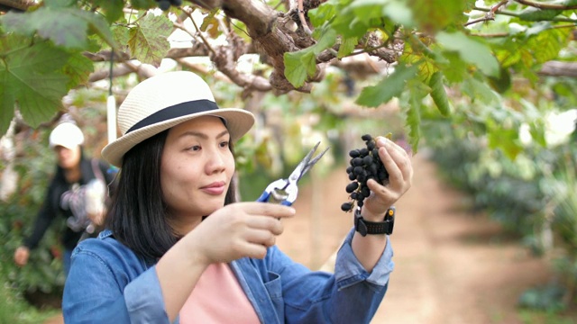 女农民在葡萄园里检查葡萄的收获，慢镜头视频素材