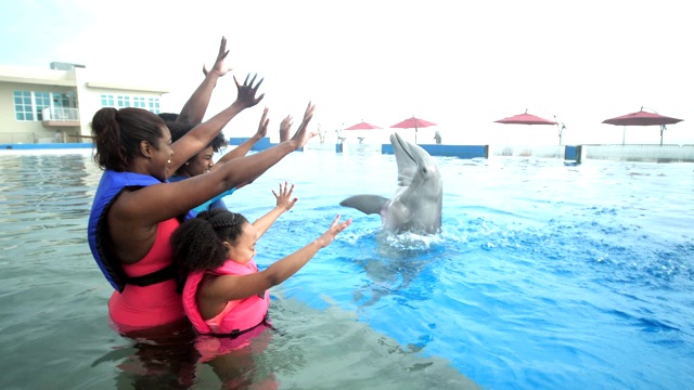 家人和海豚互相挥手致意视频下载