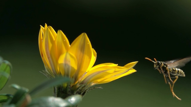 蜜蜂黄蜂在黄花扎尼亚自然近景视频素材