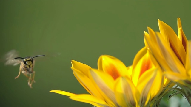蜜蜂黄蜂在黄花扎尼亚自然近景视频素材
