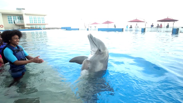 十几岁的男孩在水中给海豚一个吻视频下载