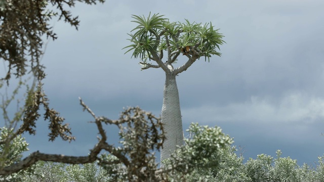 猴面包树，Tsimanampetsotsa国家公园，马达加斯加视频下载