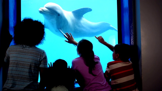 四个孩子在水族馆看水下海豚视频素材