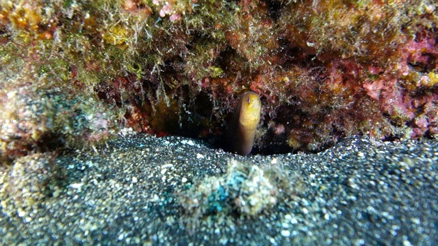 水下:岩石中的黄鳝视频下载