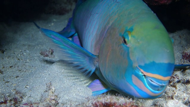 水下特写:多彩的鹦嘴鱼躺在珊瑚礁的沙上视频下载