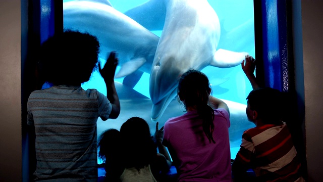 四个孩子在水族馆看水下海豚视频下载