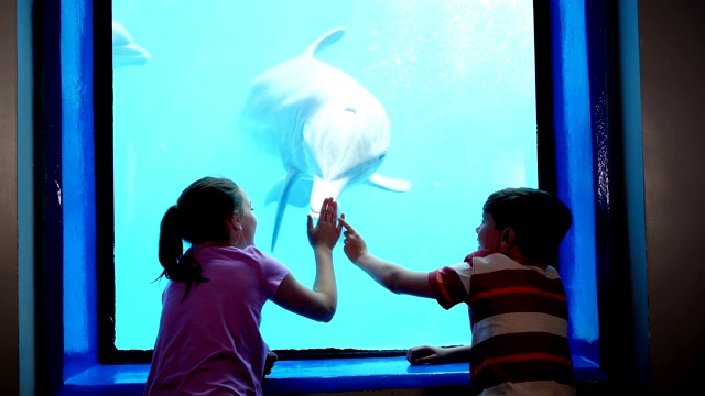 两个孩子在水族馆看水下海豚视频下载