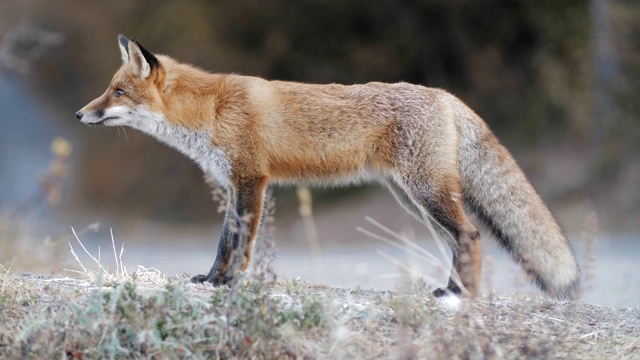 狐狸在沙漠附近的一片森林里，拍摄了4k胶片，系列的一部分视频下载