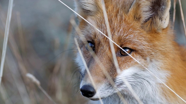 狐狸在沙漠田野附近的一片森林里，拍摄了4k胶片，系列的一部分，特写镜头视频素材