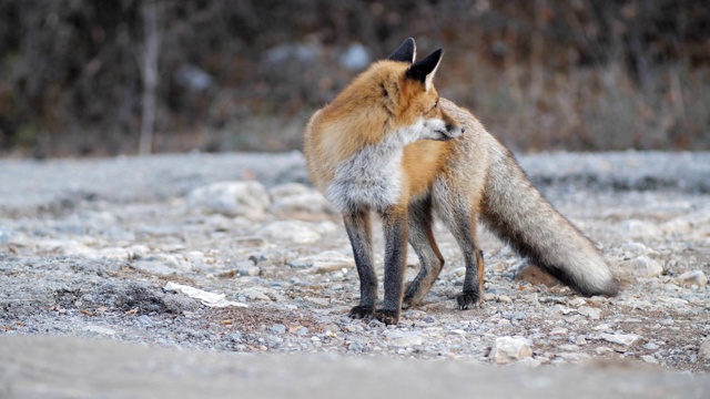 狐狸在沙漠附近的一片森林里，拍摄了4k胶片，系列的一部分视频素材