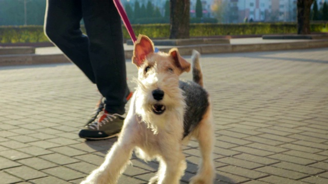 拴着皮带的狗在城市里游荡视频下载