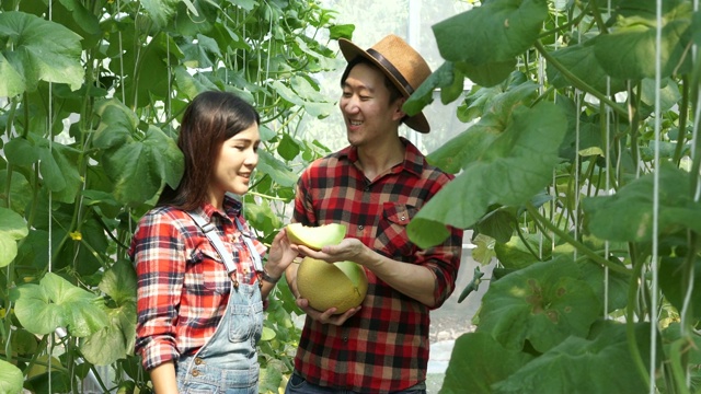 一对年轻的农民从他们的甜瓜农场拿出哈密瓜切片。亚洲男人用幸福给女人惊喜视频素材