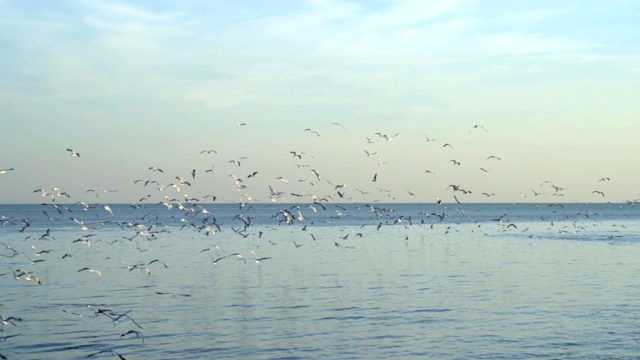慢镜头，海鸥在海里飞翔，海鸥从西伯利亚地区飞过来躲避寒冷。视频素材