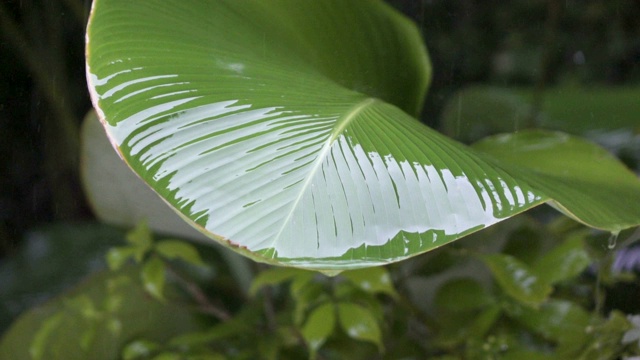 热带雨的近景，一滴雨从绿色的大树叶上落下，慢镜头视频素材