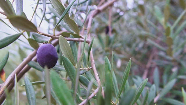 橄榄枝上成熟的黑橄榄。橄榄树在风中摇曳。种植园里的橄榄树。视频素材