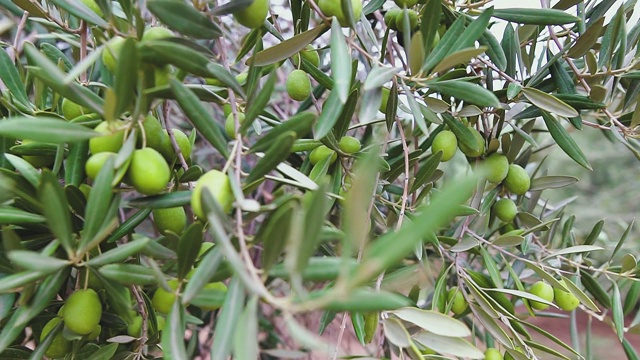 橄榄枝上成熟的绿橄榄。橄榄树在风中摇曳，动作缓慢。种植园里的橄榄树。视频素材